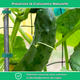 Fixations Ajustables pour Plantes – Soutien et Protection Optimale pour Croissance des Plantes